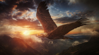 Animal Bald Eagle 4k Ultra HD Wallpaper