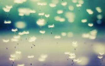 White Dandelions Wallpaper