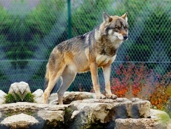 Lone Wolf Wallpaper