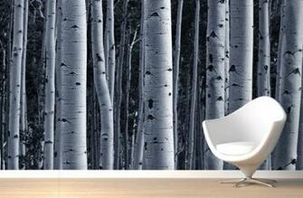 Silver Birch Forest Wallpaper Wall Mural Muralswallpaper Co Uk