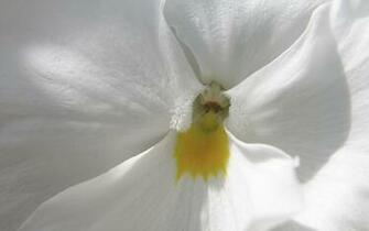 White Flower Desktop Pc And Mac Wallpaper