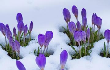 Wallpaper Snow Flowers Spring Crocuses Image For Desktop