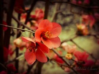 Cute Red Flower Wallpaper