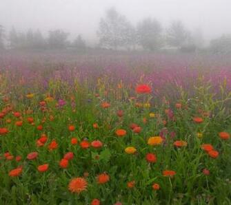 For Flower Lovers Beautiful Flowers Sceneries Desktop Wallpaper