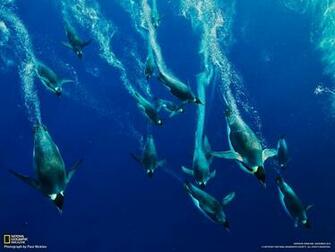 The Emperor Penguin S Feather Coat Published By Lime Parkour