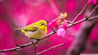 Wallpaper Yellow Bird Springtime 1080p HD Upload At