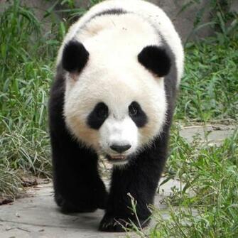 Giant Pandas Videos