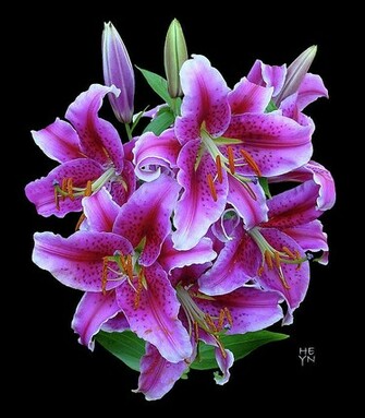 Stargazer Lily Background
