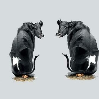 Funny Cow Hatching iPad Air Wallpaper