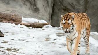 Tiger HD Wallpaper