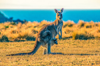Kangaroo With Joey On Grass Field During Day Photo Maria