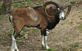 Best Mouflon Wallpaper