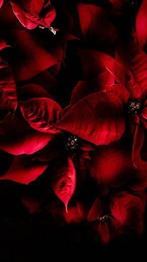 Samsung Galaxy S20 Ultra Wallpaper UHD Android Stripling Media