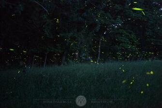 Lightning Bugs At Night Shepherdstown