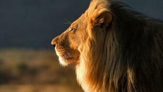 Lion Close Up Screensaver Wallpaper