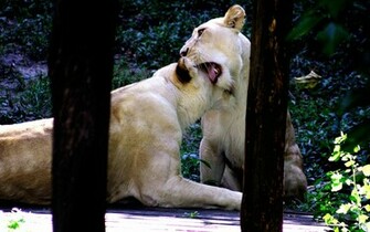Adult Lions Wallpaper White