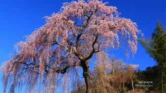 Japanese Cherry Blossom Wallpaper Car Pictures