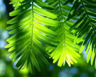 Wallpaper Green Leaves Tropical Jpg HD