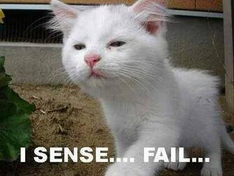 Epic Funny Cat Fails Cool HD Wallpaper