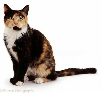 Co Uk Photography Bigs Tortoiseshell Cat White Background Jpg