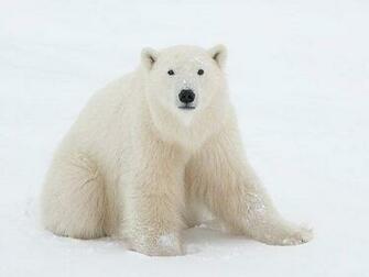 Polar Bear Wallpaper Enjoy For Your
