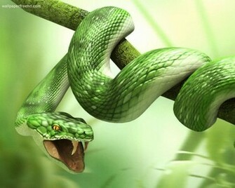 Green Snake Pictures HD Wallpaper In Animals Imageci