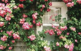 Flowers In The Window Flower Wallpaper