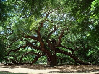 Angel Oak Tree Computer Wallpaper Desktop Background