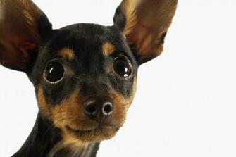 Dog Wallpaper Cute Image HD Desktop