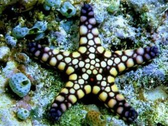 Sea Animals Wallpaper Clickandseeworld Is All About Funny