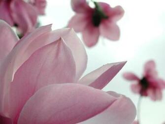 Flower Wallpaper Pink Flowers
