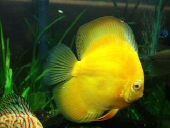 Discus Fish Wallpaper Image