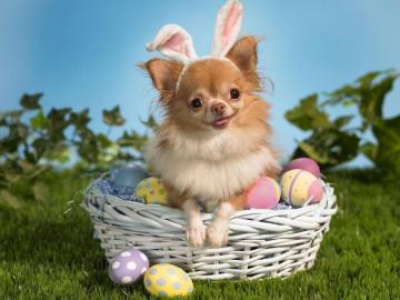Easter Dog Fun Wallpaper