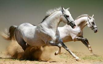 Wild Horses HD Wallpaper Wallpaper202