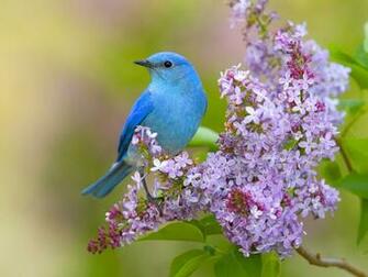 Flowers Lilac Birds Bluebirds Wallpaper High Quality