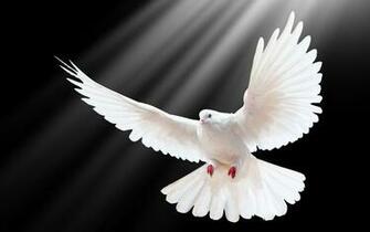 Dove Wallpaper HD Net