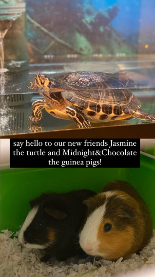 Preppy Pet Warminster Check Out Our Small Animals Boarding With