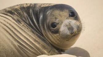 HD Seal Wallpaper With A Big Fat On The Beach Seals
