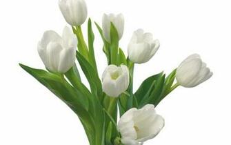 July By Admin Comments Off On HD Wallpaper 1080p White Tulips