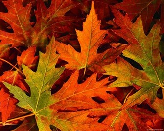 Desktop Wallpaper Fall Foliage In HD