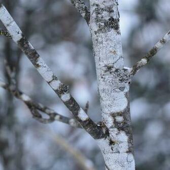 Ii Nov Winterbay Bridge Winter iPad Wallpaper Is A