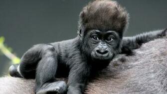 Cute Baby Gorilla Wallpaper
