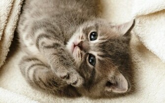 Bunch Of Cuteness