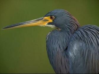 Eye Catching Birds Pictures