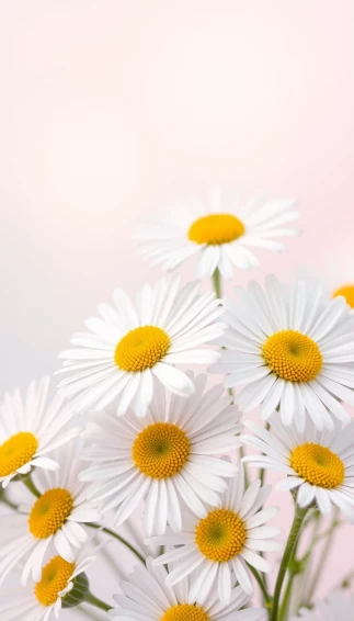 Daisy Phone Wallpaper