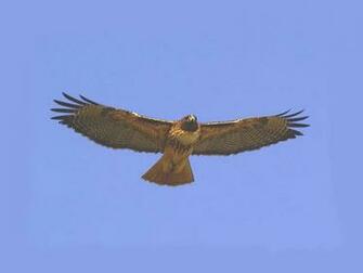 Red Tail Hawk Wallpaper Background