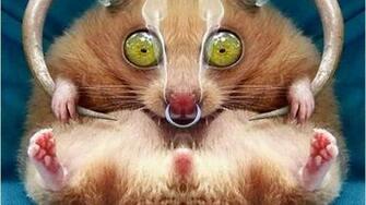 Smoke Hamster High Quality And Resolution Wallpaper