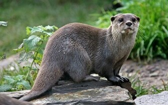 Otter Wallpaper