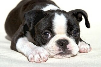 Boston Terrier Puppies Background Dogbreedswallpaper
