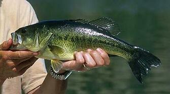 Because Of The Large Size Adult Largemouth Bass They Have Few